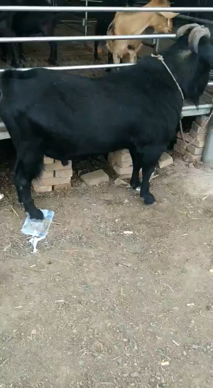 乡村生活#努比亚公羊,自家养殖场,自产自销!