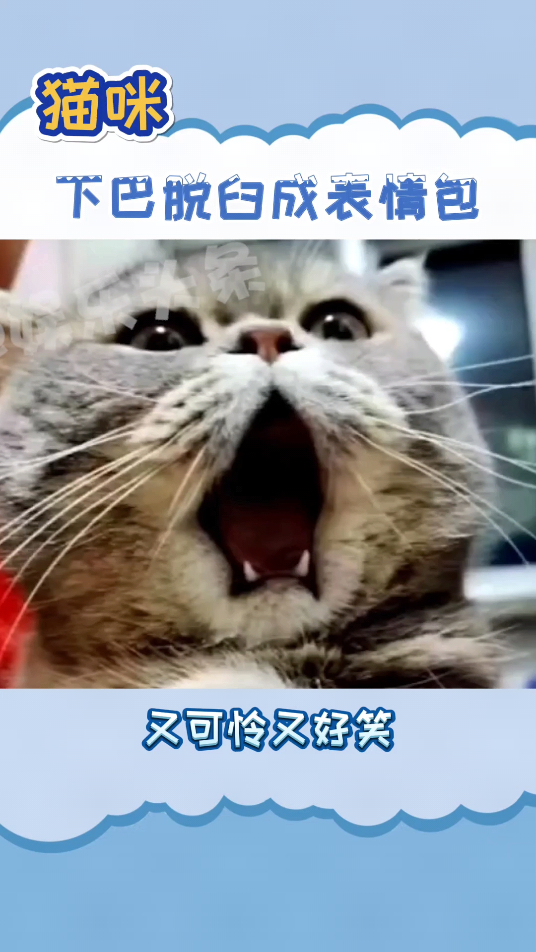 我家萌宠成精了#猫咪下巴脱臼好好笑-度小视