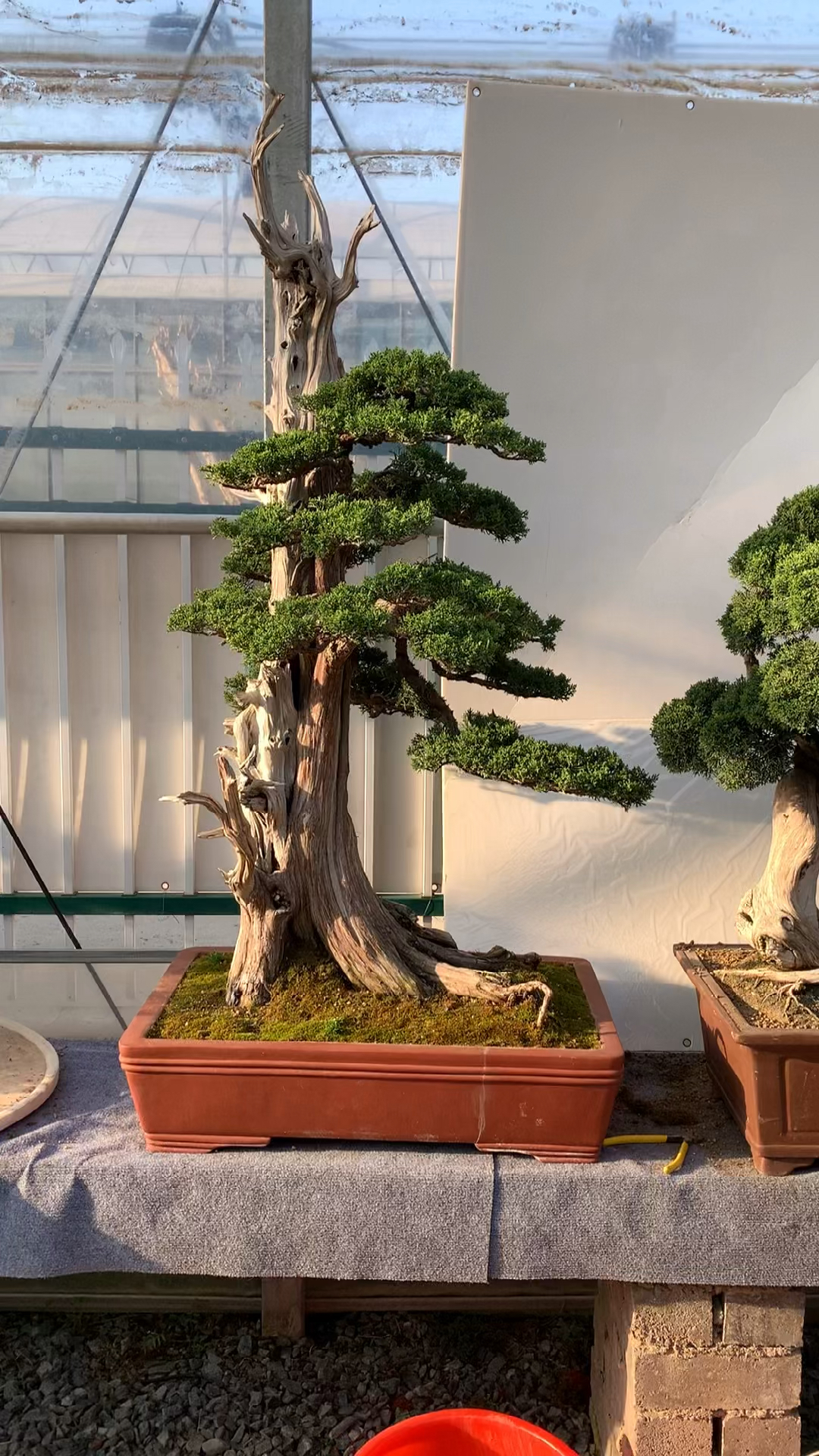 精品济州真柏盆景,大型真柏盆景