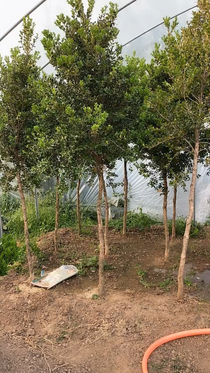 高杆瓜子黄杨树四季常青不落叶耐寒耐旱南北方都可以栽植