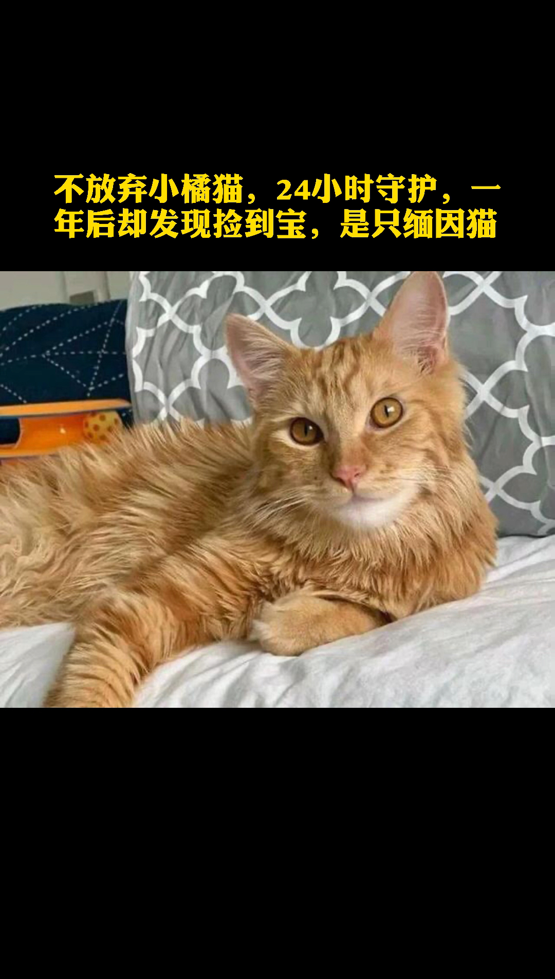 小小爱宠萌化你女主不放弃小橘猫24小时守护一年后却发现捡到宝是只