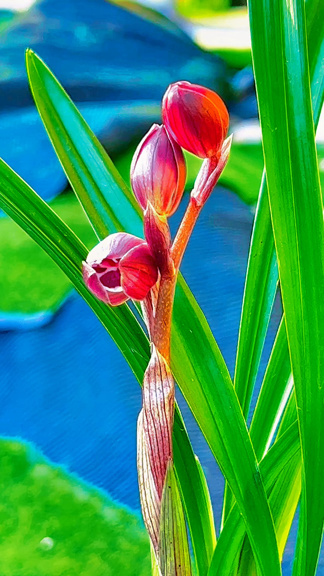 兰花#春剑/红花荷瓣