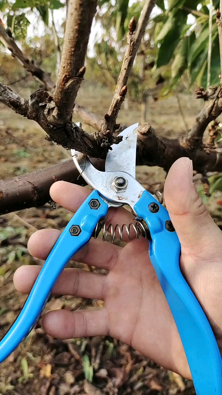 大樱桃果树修剪,大家看看,你们遇到这种枝是怎么剪的