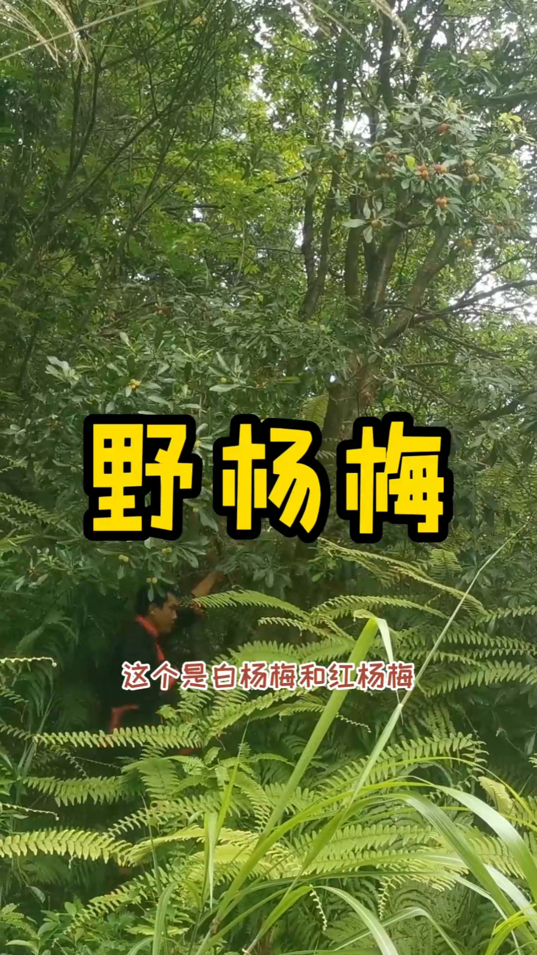 上山看放蜂场地,发现一棵野生白杨梅,你们吃过白杨梅吗?
