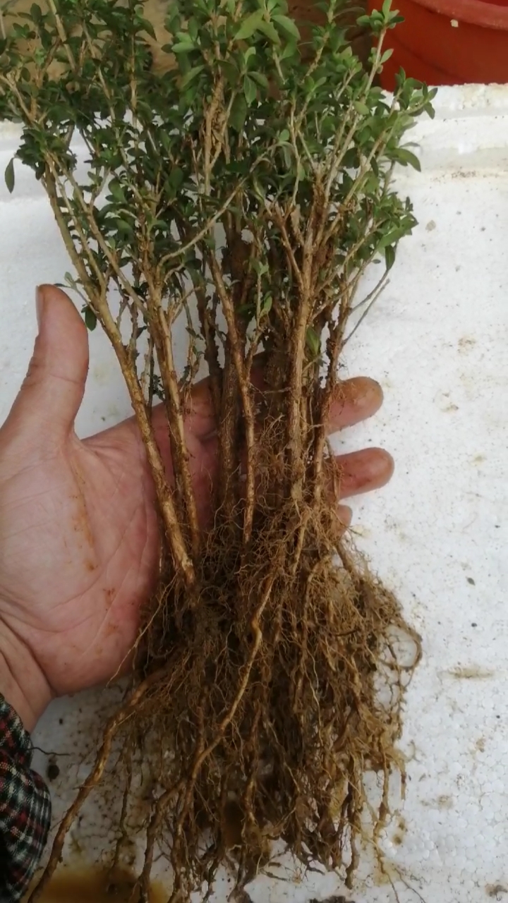 盆景#重瓣六月雪扦插小苗