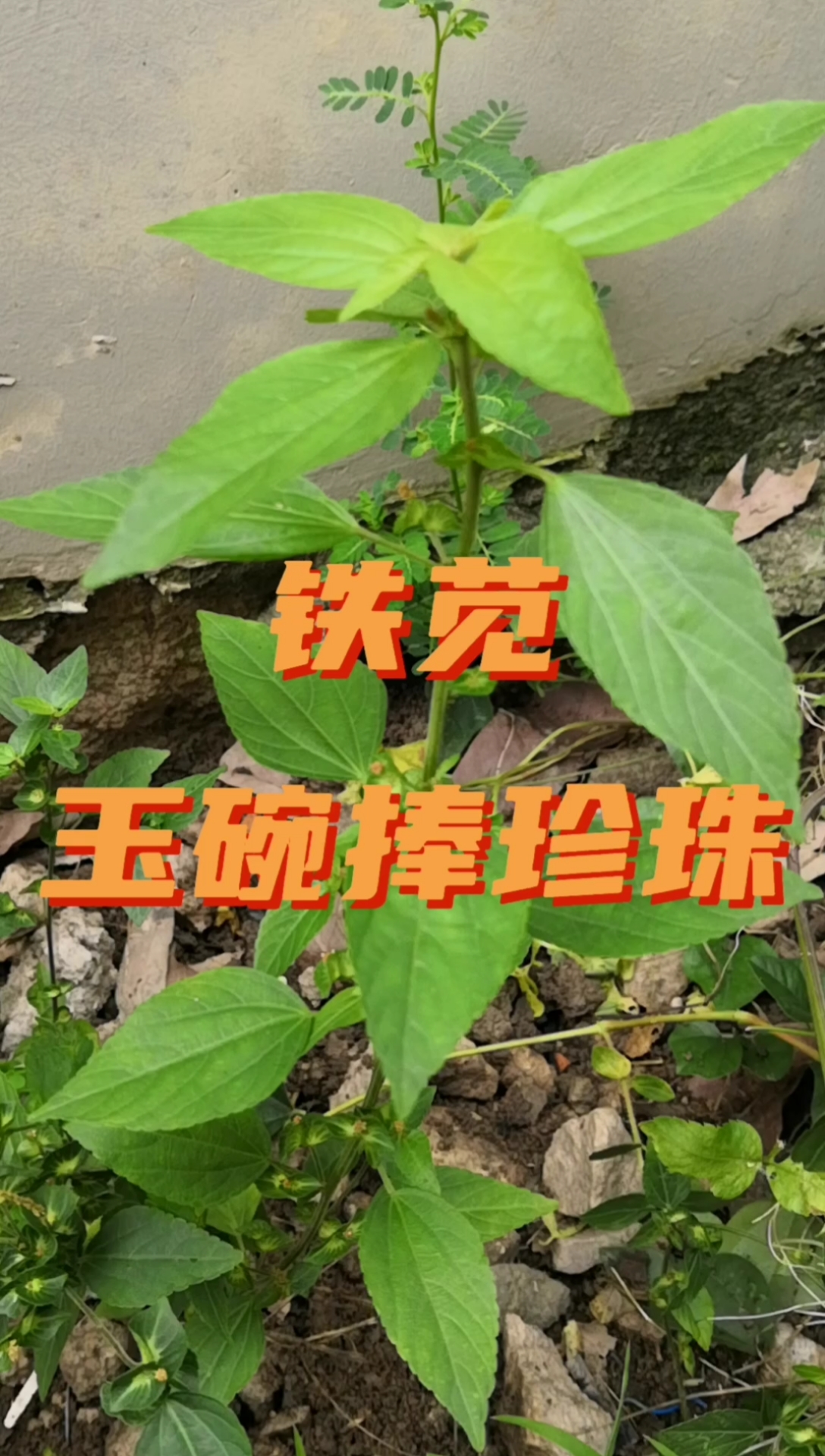 寻百草识百草,一个很好听的青草,玉碗捧珍珠