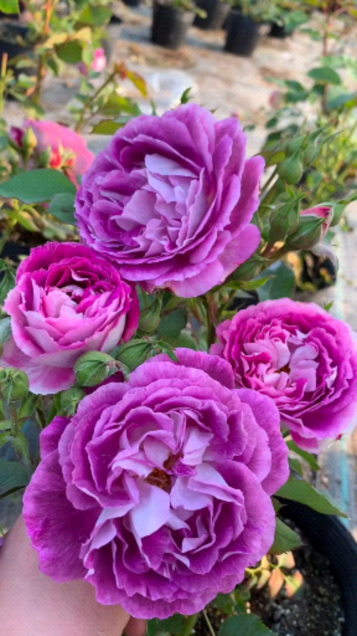 合唱团爬藤月季四季开花花苞大