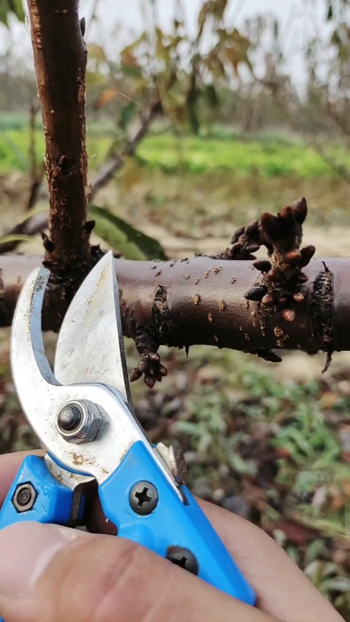 大樱桃果树修剪,剪多长合适枝组