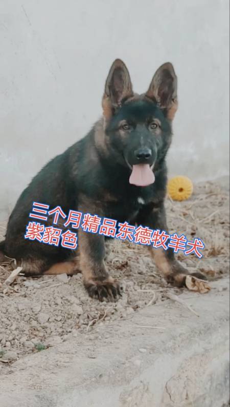 狗#三个月精品东德牧羊犬狼灰紫貂色,颜色骨架品相一