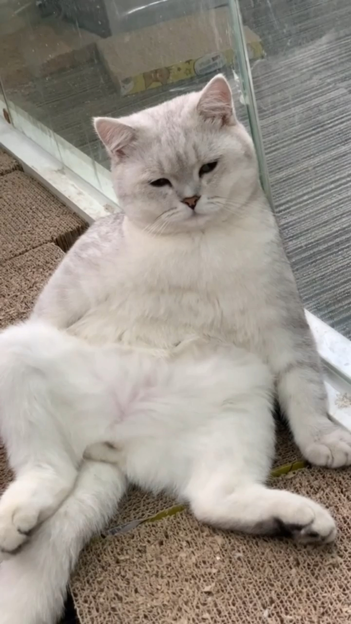 我家萌宠成精了#老吴居然会哄媳妇了