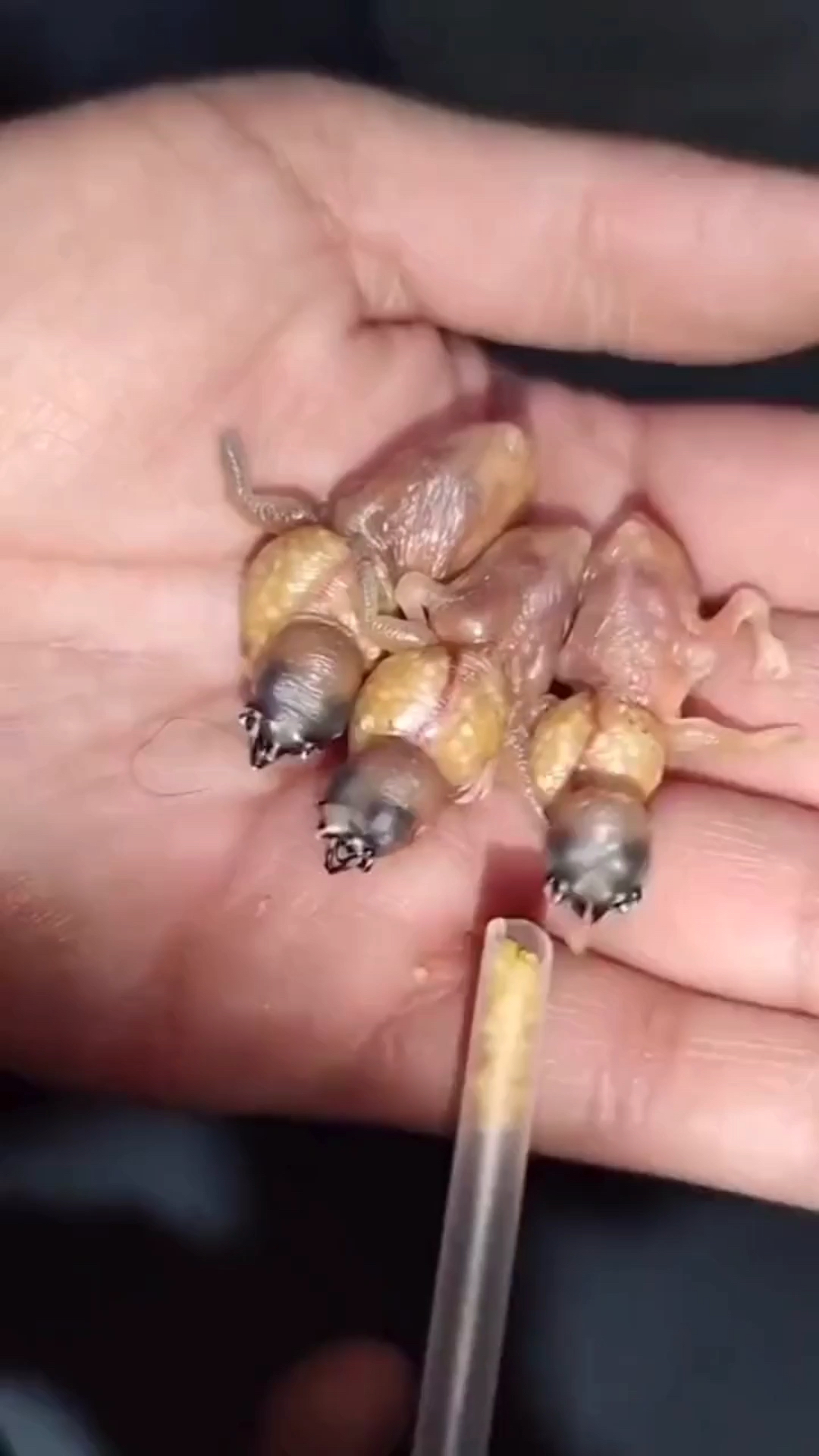 七彩文鸟的幼鸟嘴边长满珠星,作用是吸引喂食,会让你觉得恐惧吗-度小