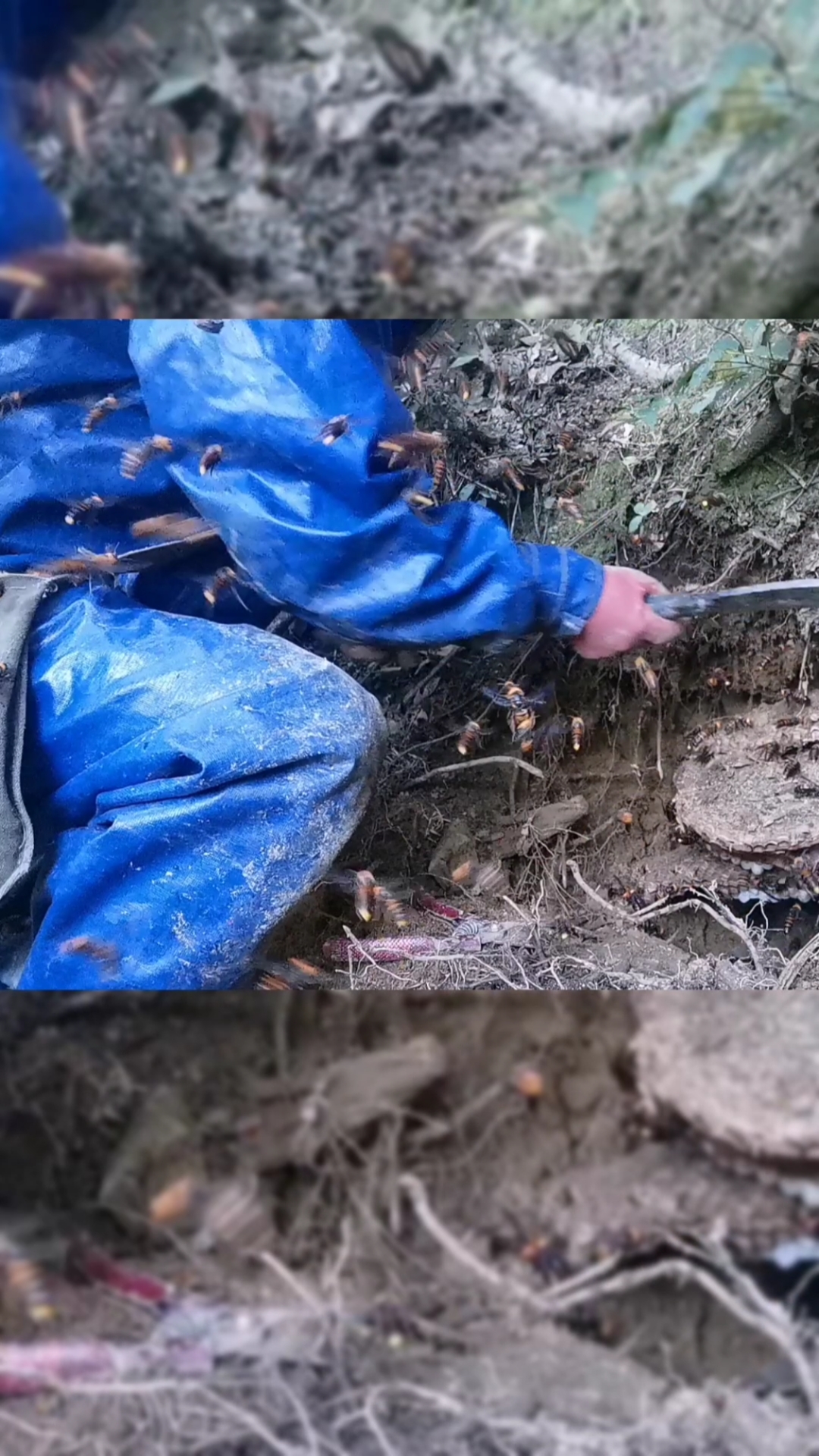 被金环大胡蜂蜇两针在手上,一般人可忍不了那种痛