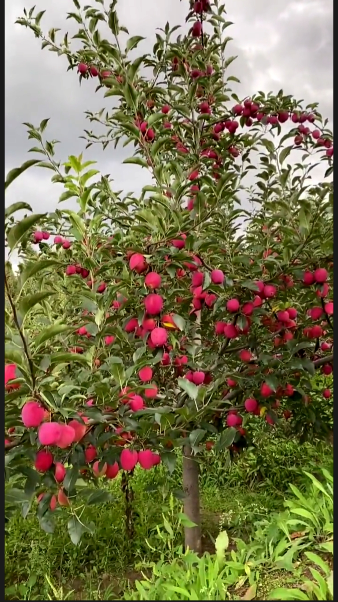 鸡心果树苗育苗基地秋后大量出圃