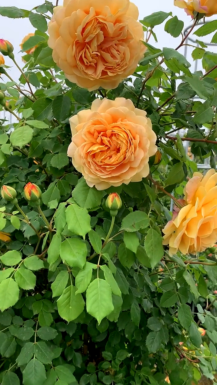 藤本月季黄金庆典花大浓香型多季循环开花