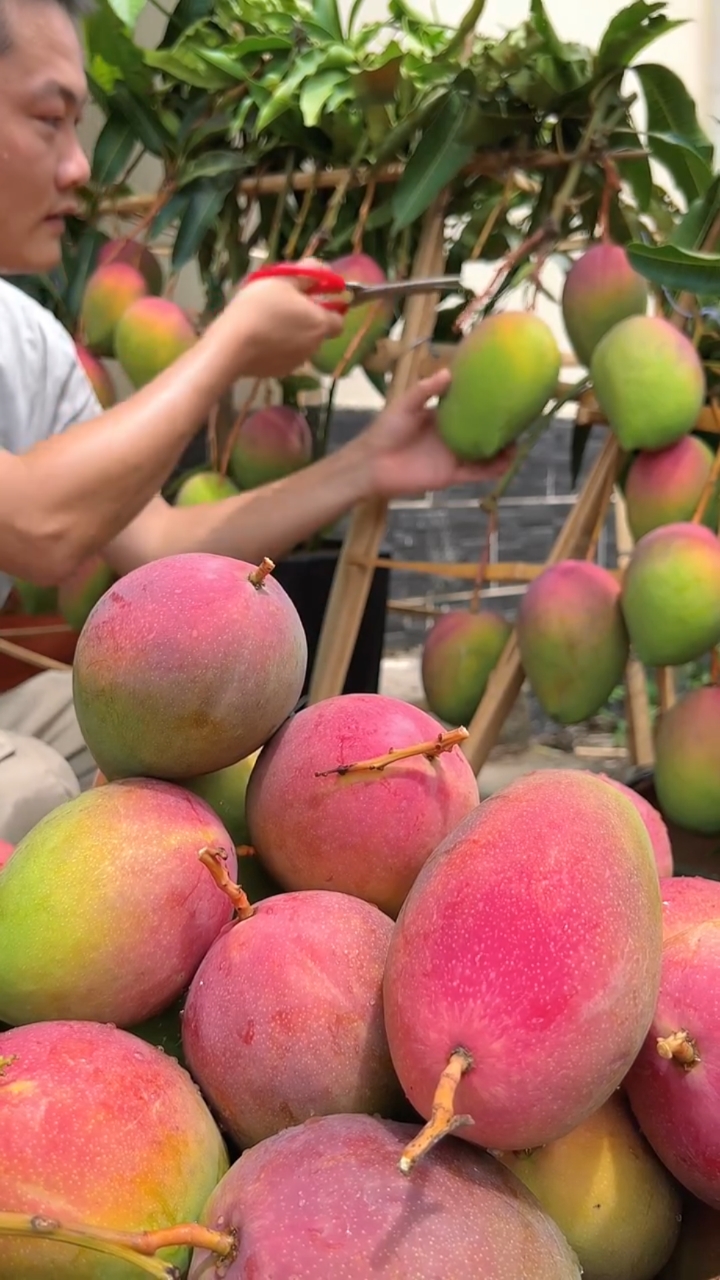 彩虹芒#果农自产自销