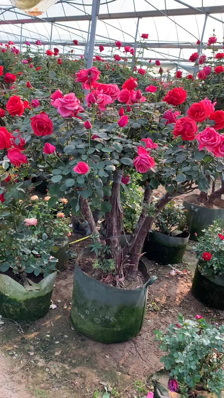 大花老桩月季花大浓香型,多季循环开花,花量多,花期长