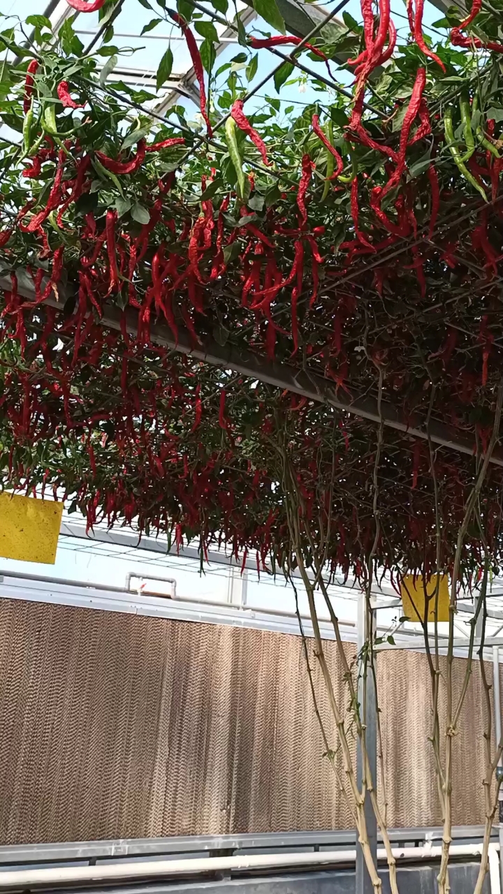 嫁接技术#最神奇的辣椒树,能看懂的人极少