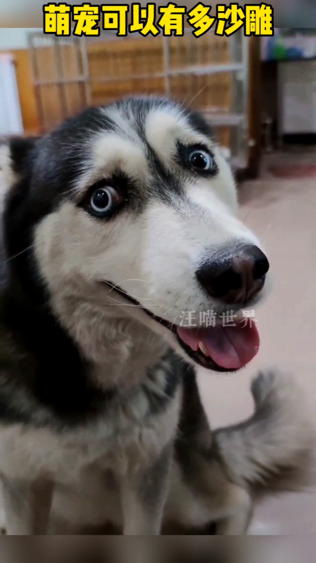 搞笑视频#二哈长得还挺好看的