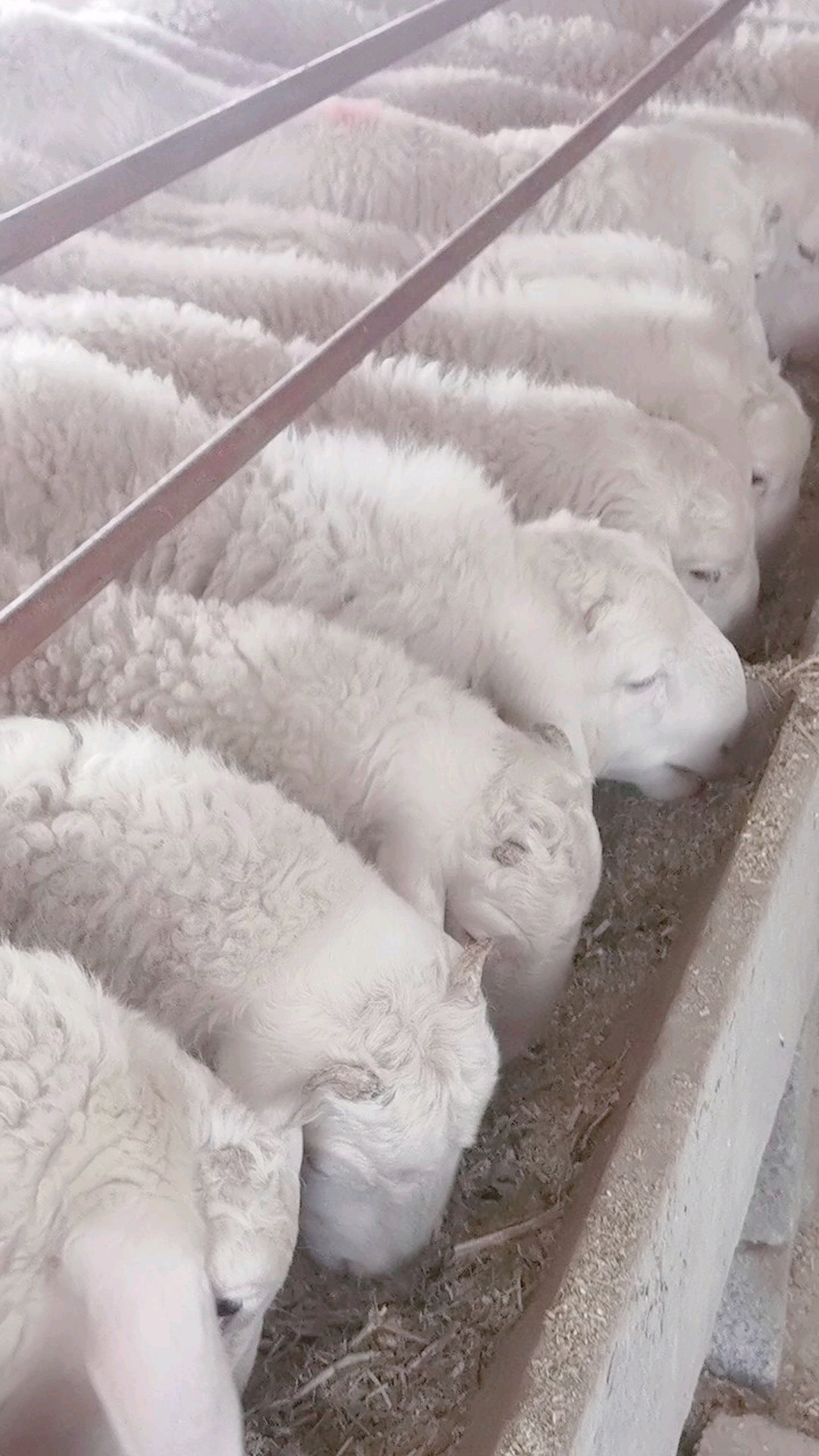 农村创业养羊#小尾寒羊多胎多羔繁殖基因优良被称为中华国宝.