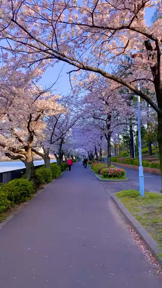 日本樱花街道高清图片