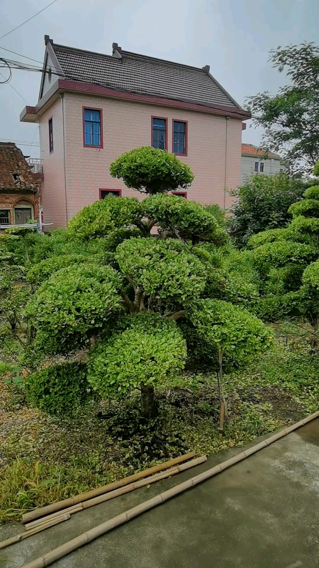 瓜子黄杨造型树.四季常青不落叶耐寒耐旱南北方都可以栽植