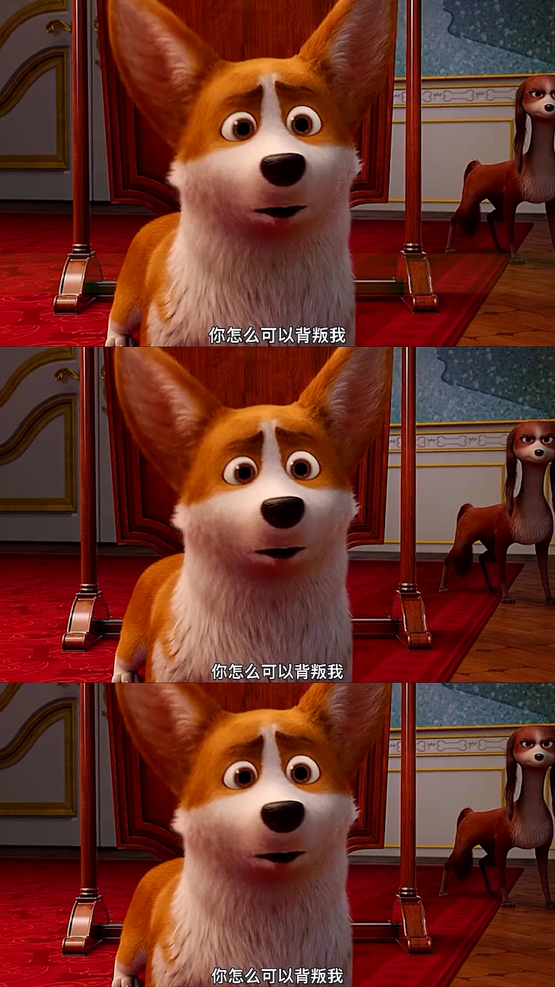 女王的柯基你怎么可以背叛我