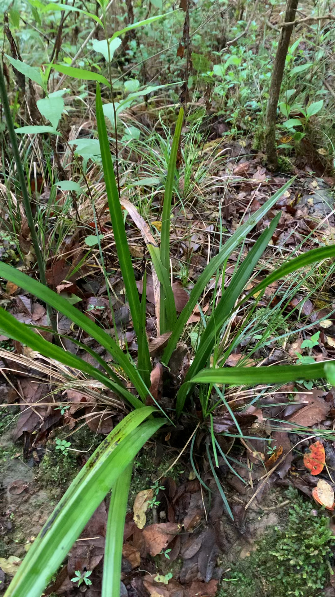 兰花#湖南本地宽叶春剑