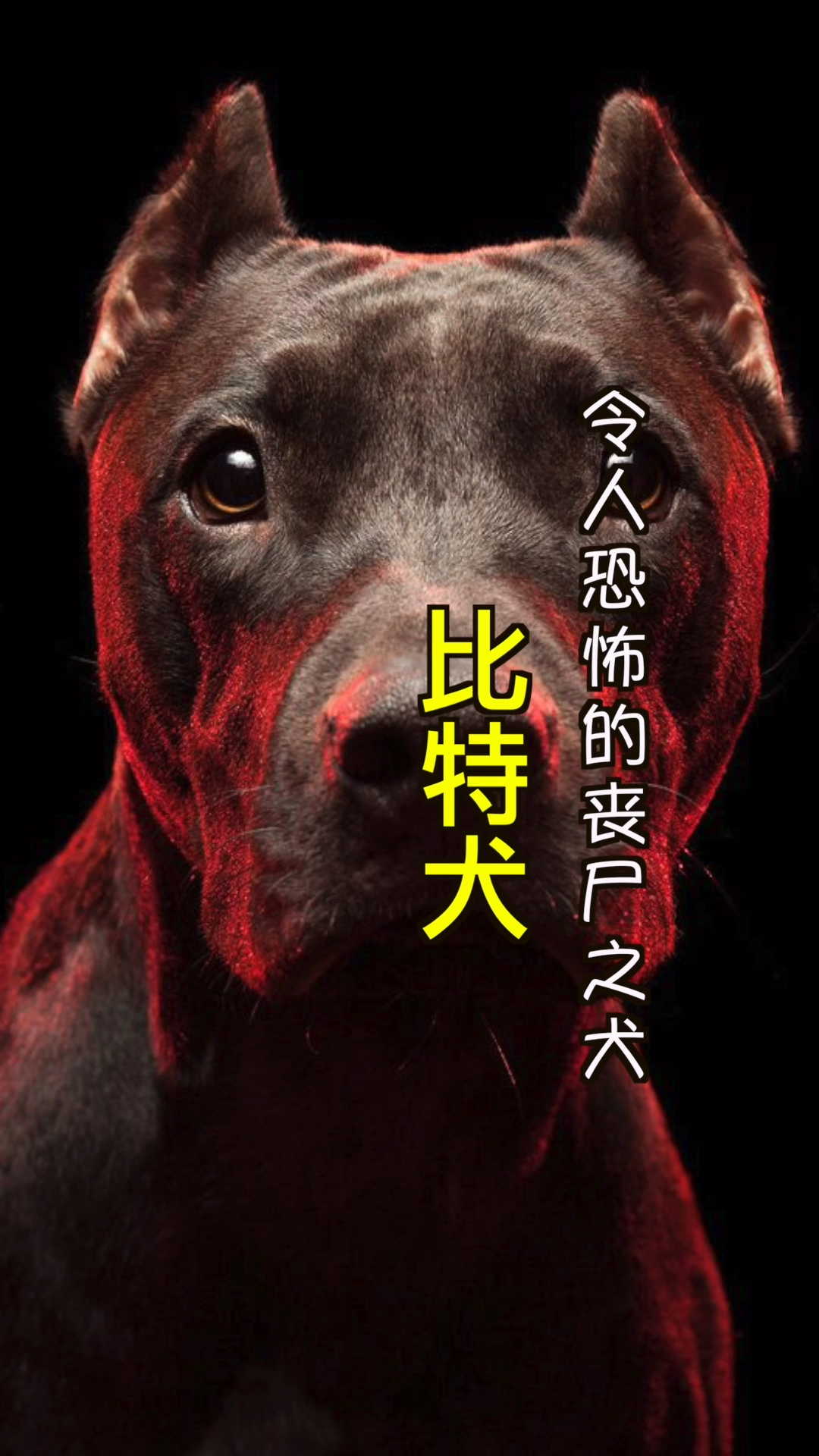 令人恐怖的丧尸之犬比特犬