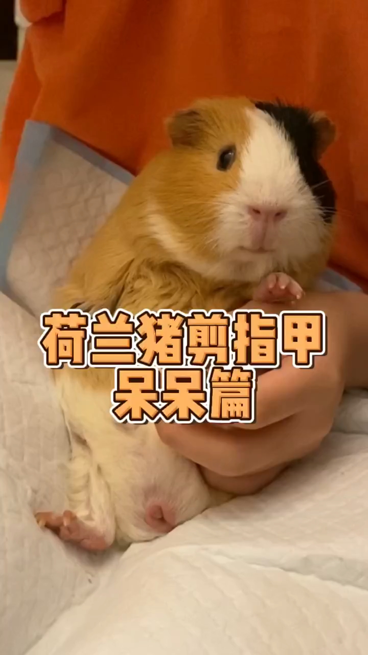 家有萌宠#荷兰猪剪指甲加速版安静地看着呆呆猪叫"萌宠成长记"荷兰 