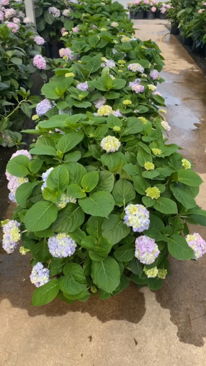 你好,夏天#草本八仙绣球,会变色的花.有蓝色,粉色,红色