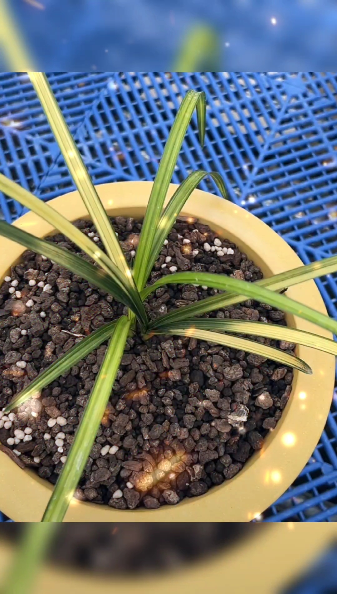 蕙兰#蕙兰,精品中透