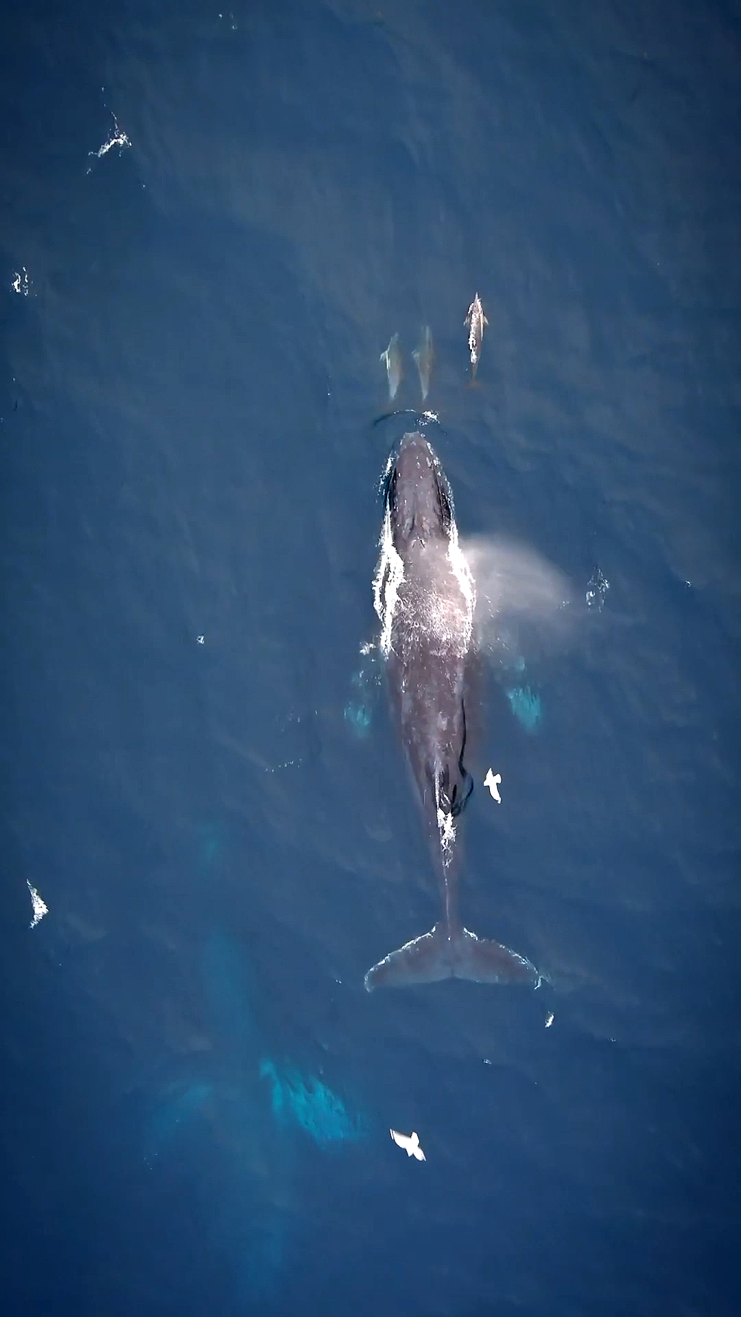 海洋馆海洋座头鲸与海豚嬉戏时光
