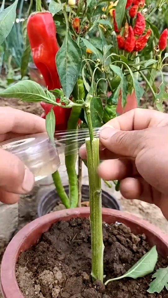 三农新科技#农村小伙嫁接辣椒,你学会了吗?