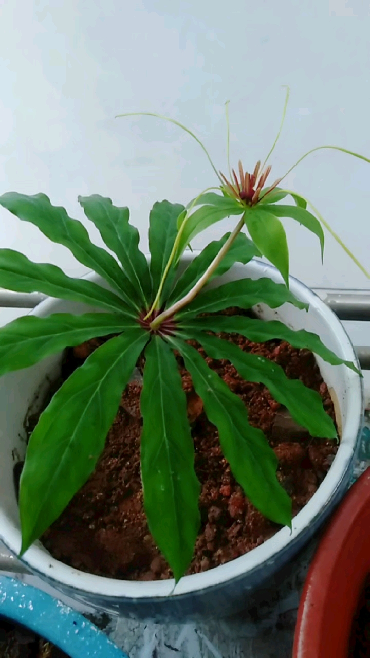 今年刚买的重楼品种,试种中