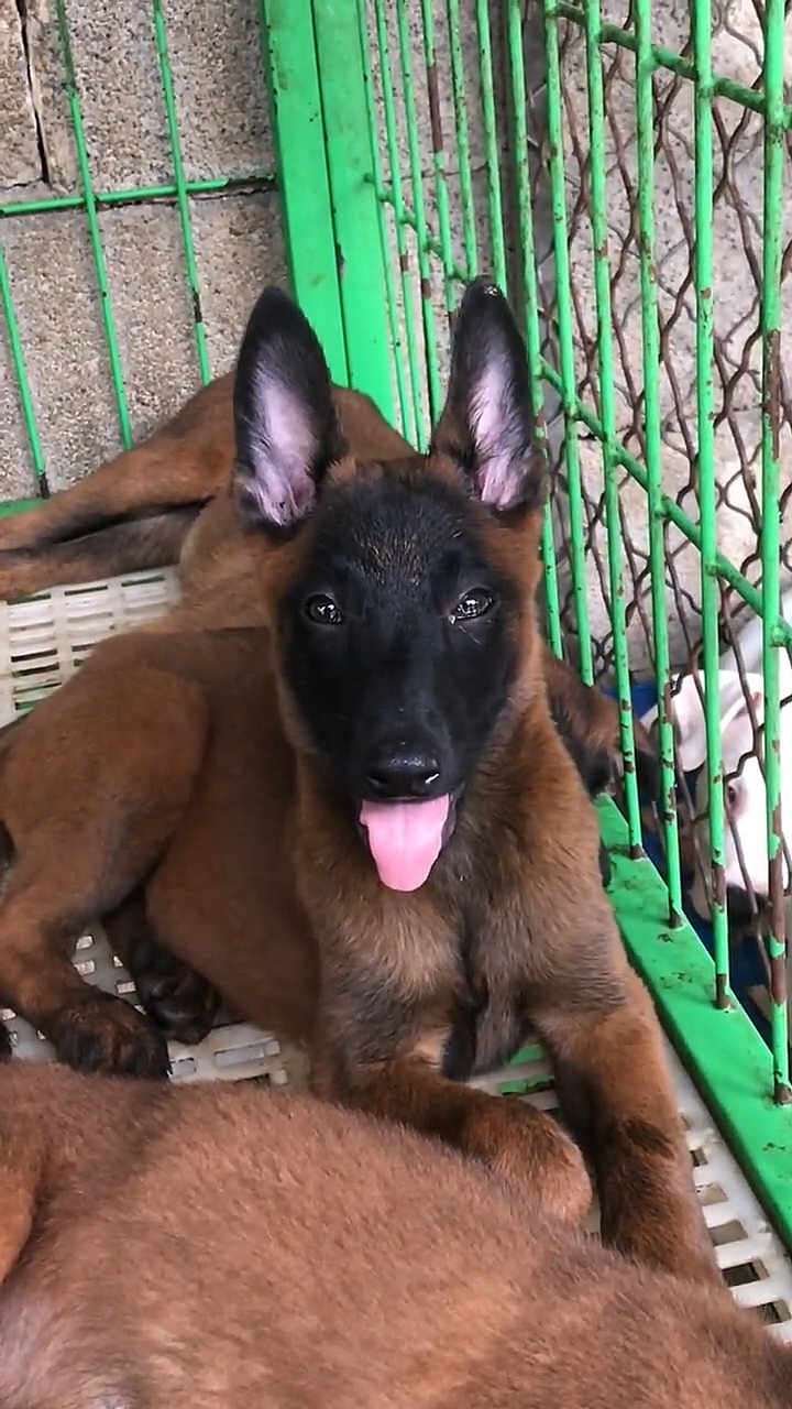 马犬#黑脸小马犬