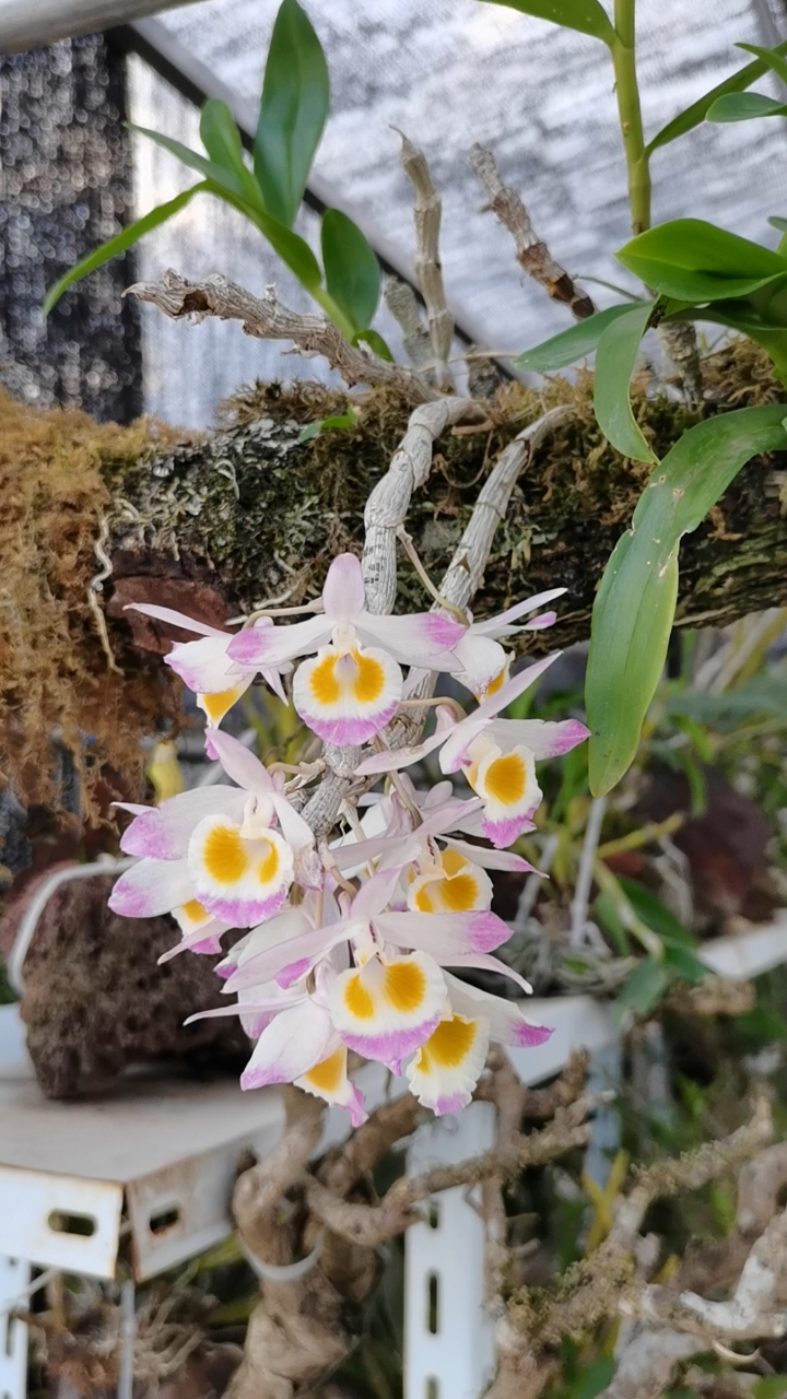 石斛记#好多石斛花都开败了,杯鞘石斛的才刚刚开始,这个时候开花