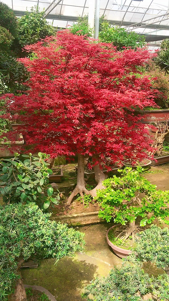 连体怪桩红舞姬红枫