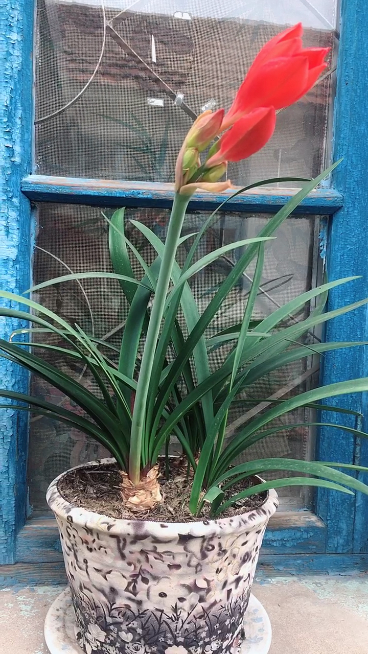 夏天就要这么过#紫根兰.疫情不会影响你吧!