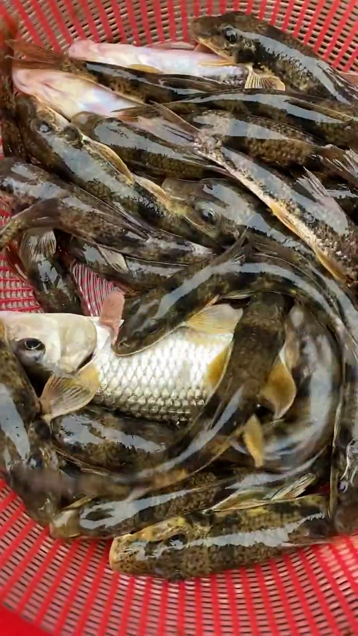 正宗溪水鱼抓回来后全部清理内脏用炭火烤干,干度达到10成干,吃过的