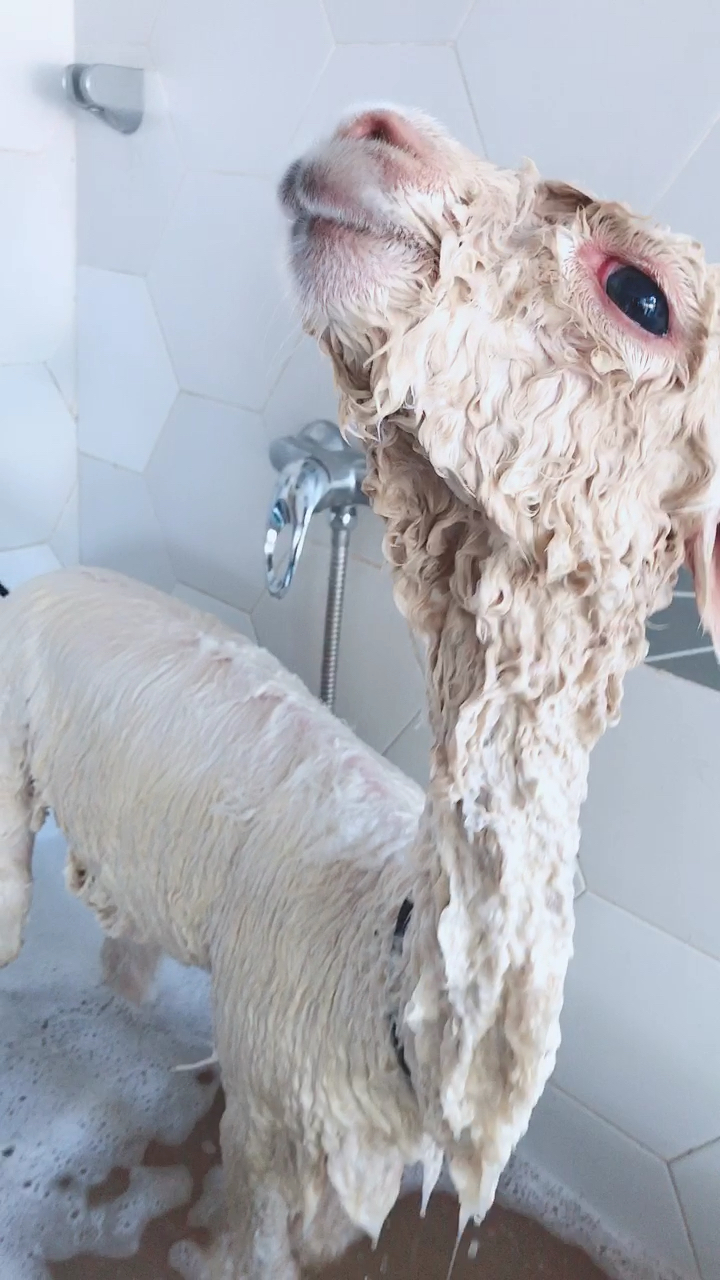 羊驼#羊驼第一次洗澡什么样