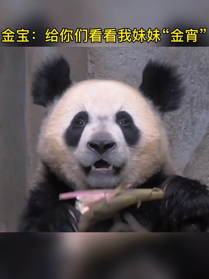 网传潦草金宝的妹妹金宵