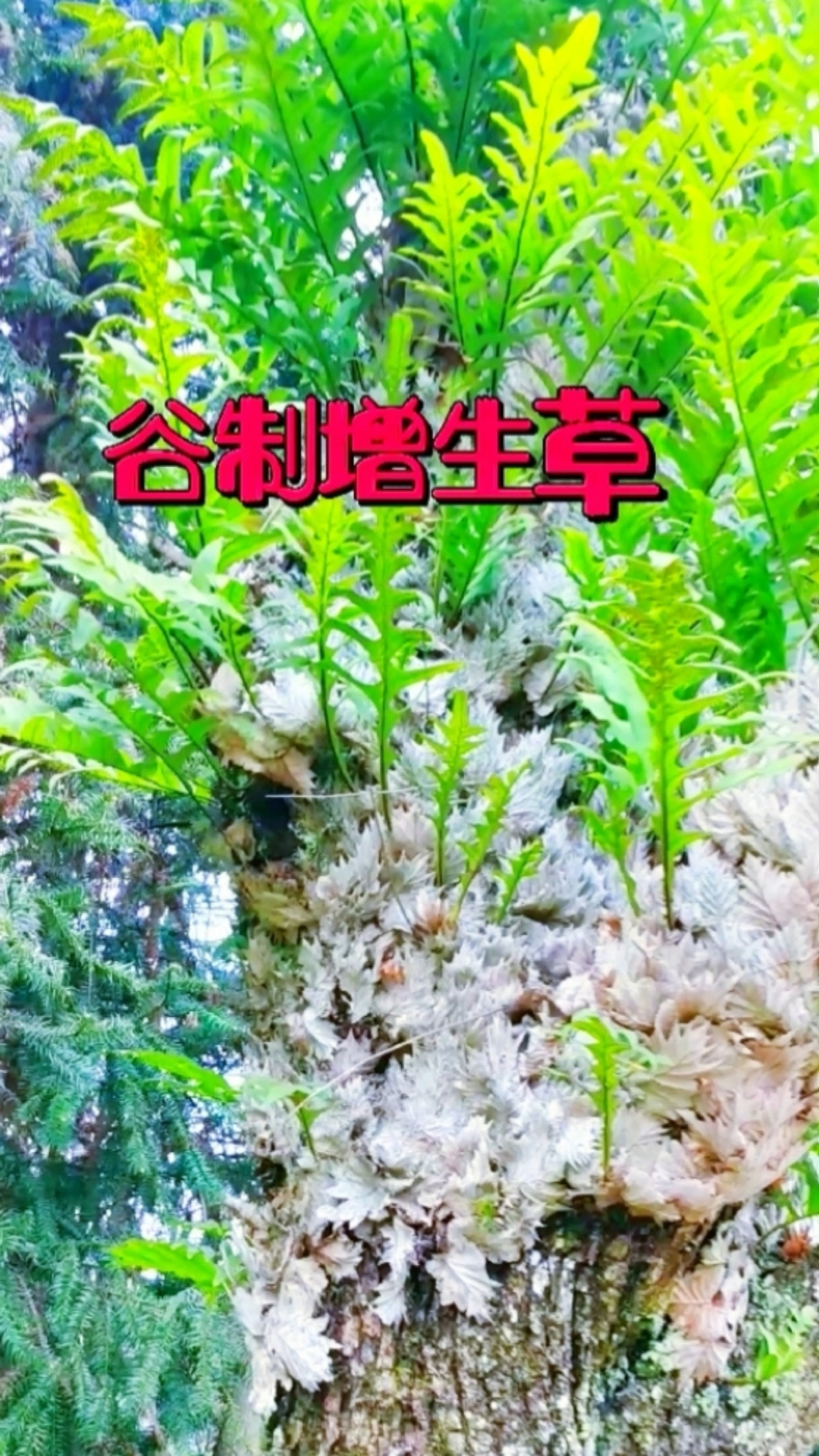 石岩姜的药用价值图片