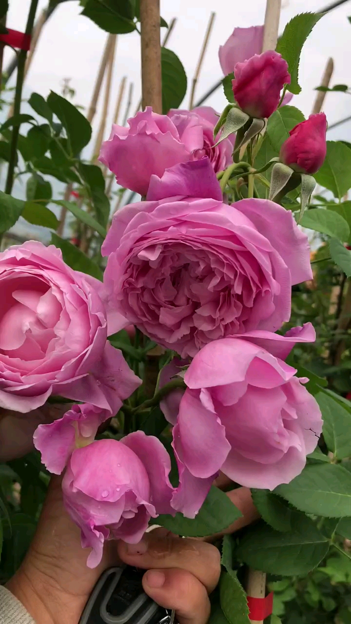 藤本月季自由精神花大浓香型多季循环开花-度小视
