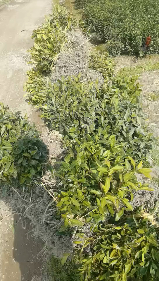 茶苗批发##特早白茶苗批发#聚农茶苗