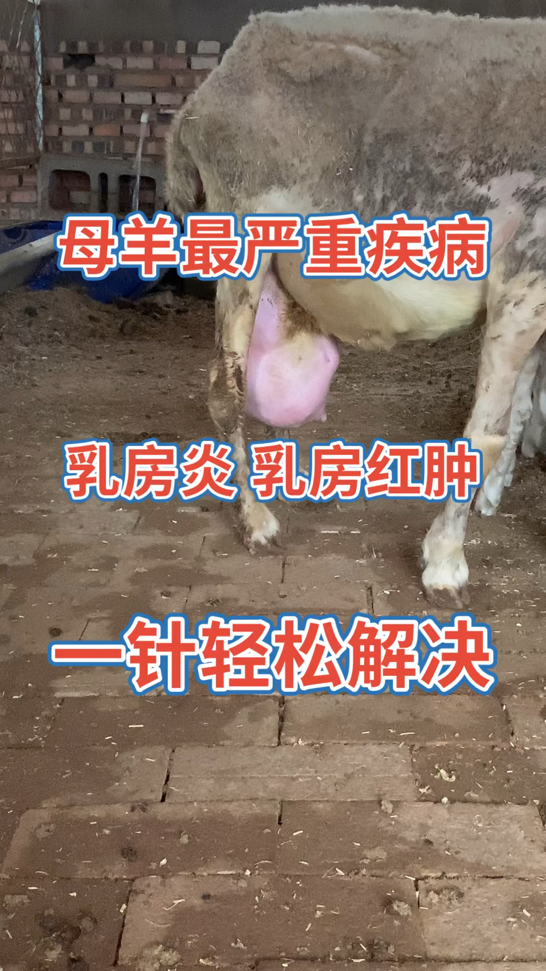 母羊最严重疾病乳房炎一针轻松解决湖羊多胎高产养殖效益好