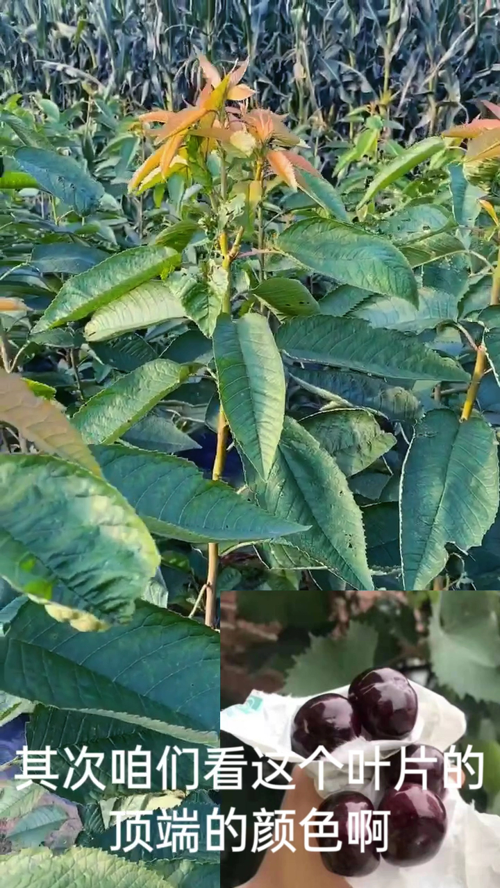 叶片分辨纯真俄罗斯八号大樱桃树苗,顶端叶片的颜色要比其它品种要深