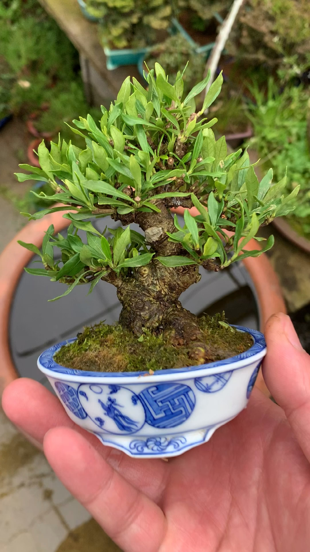 进口栀子花盆景,喜黛玉栀子花盆景