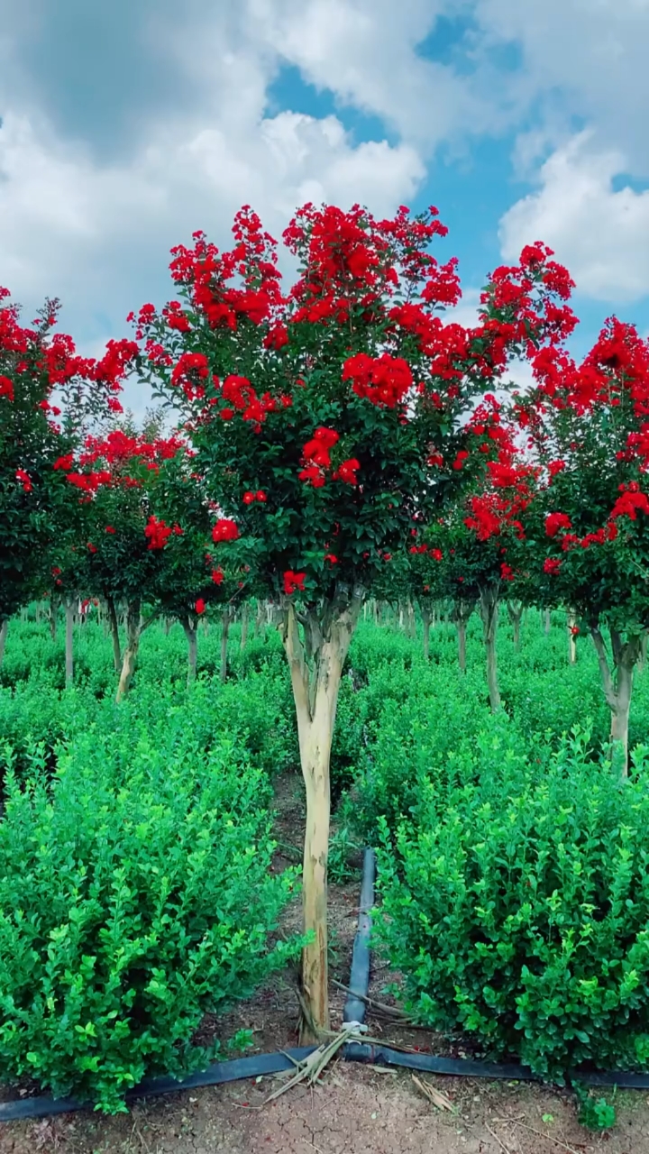 红花紫薇红红火火,耐寒耐旱南北方都可以栽植.花期长达120天