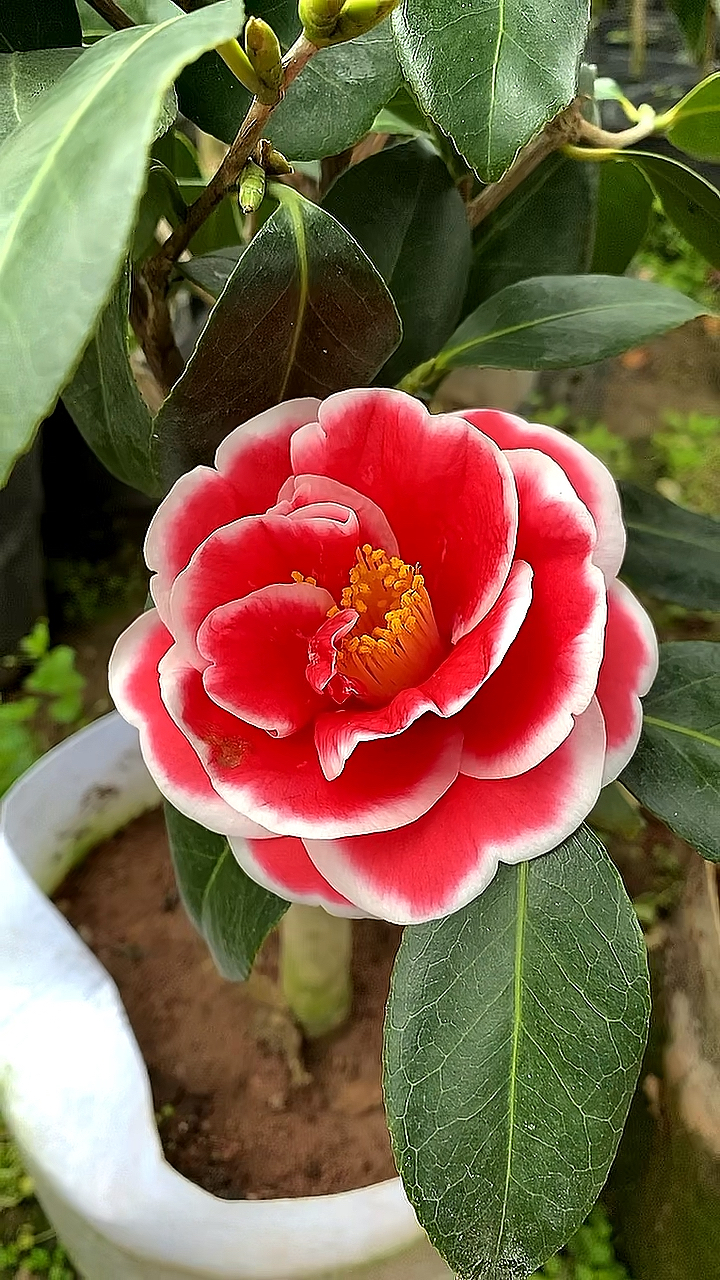 友之浦茶花,开花太漂亮了!