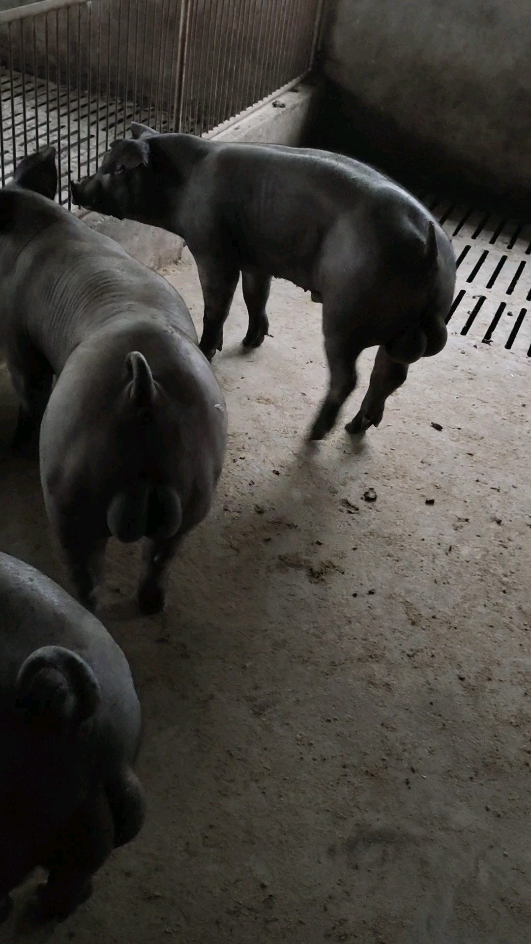 养猪#黑杜洛克种公猪200多斤,自己培育纯种杜洛克公猪,训架好杜洛克